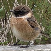 Avatar of MeAndMyBirdie