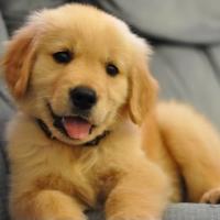 MegachargerEX's avatar