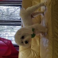 Dragos Stefan Leu's avatar