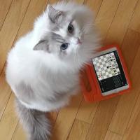 Avatar of Chenxuan Ling