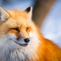 Avatar of mir_lumina