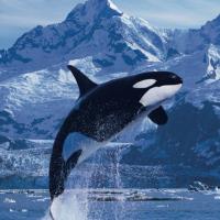 Avatar of mistofsadness