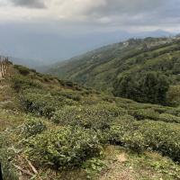 Avatar of Rosemary Marlow