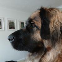 Avatar of MogulMuncherBob