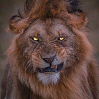 Avatar of محمد العاصى