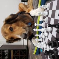 Avatar of molsonsalt