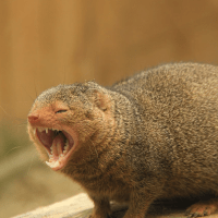Avatar of MongooseMe