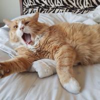 Avatar of Leonid Guerb