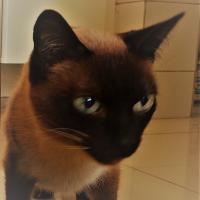 Julio Lapertosa's avatar