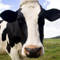 Joaquin Perkins's avatar