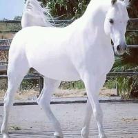 Avatar of moshrq alnoayme