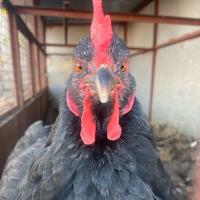 Avatar of mrbean1234567891011121314