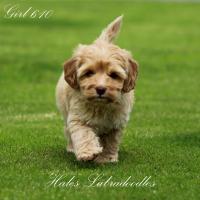 Alex Shrauger's avatar