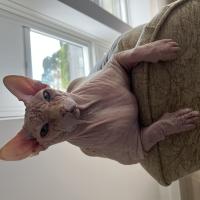 Sarah de Lisle's avatar