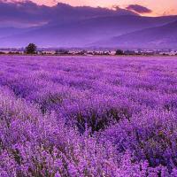 Avatar of msp-king2000