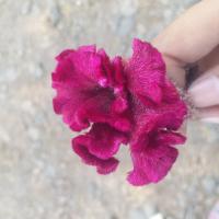 Avatar of MsPrincessQueen