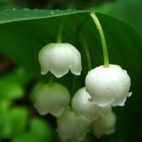 Avatar of Muguet7