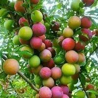 Avatar of muralivino