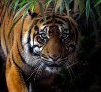 Avatar of Vahram Mezhlumyan