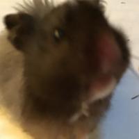 Avatar of MushMushroom0