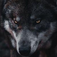 Avatar of muzhaaqqii