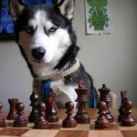 Brian Karen's avatar