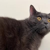 Avatar of Mustafa Bayar