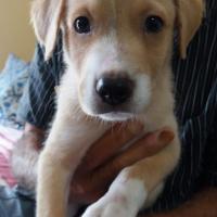 Manoj Kumar's avatar