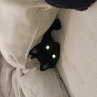 Avatar of nattyultor