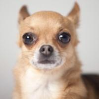 Avatar of NervousChihuahua