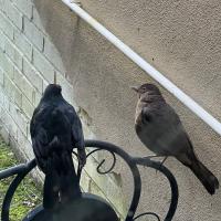 Peter Williams's avatar