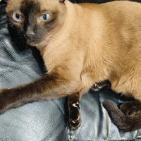 Avatar of newyngwieee