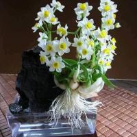 Nguyen Duc Hoa's avatar