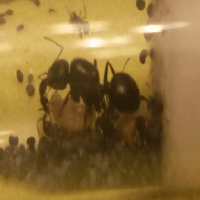 Avatar of Nykolas Solodko