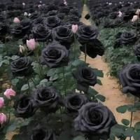 Avatar of Nik_Rooney