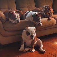 Avatar of nikolpatrik4