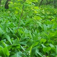 Arseny Alavkin's avatar