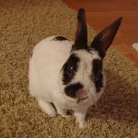 Avatar of Nils Fredriksson