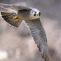 Avatar of A.S.A Bu_Al3bd