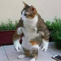 Avatar of Not_Chickenman