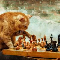 Avatar of Joshua Medina