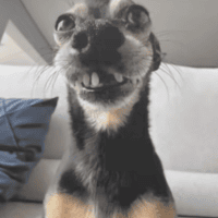 Avatar of npggerman8273