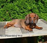 Avatar of orangeglopl