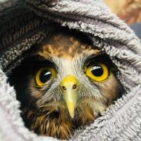 Troy Cavanah's avatar