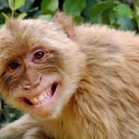 Avatar of pakmunawir