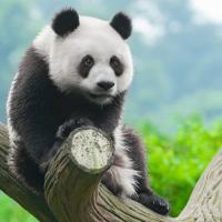 Filip Ochedzan's avatar