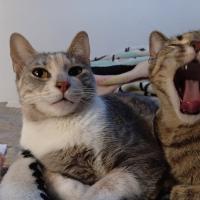 Avatar of panesitokira