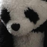 Avatar of PartyPandaBear