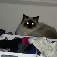 Avatar of pauline383