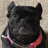 Paulina Carreras's avatar